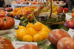 Выставка томатов